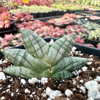 Rare Succulents - Sansevieria Mini Boncel (3.5”)