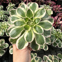 Aeonium Posiden Variegata (6”)