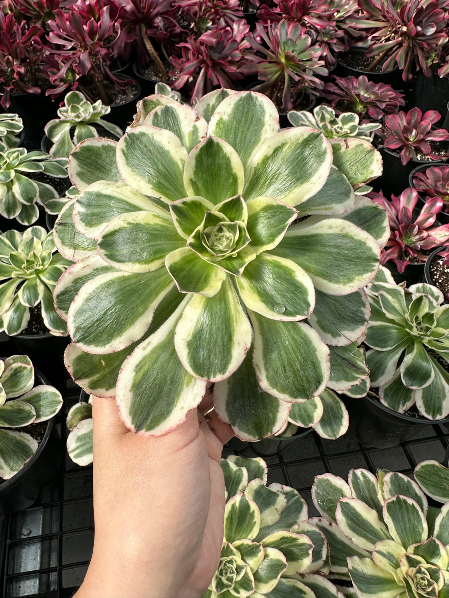 Aeonium Posiden Variegata (6”)