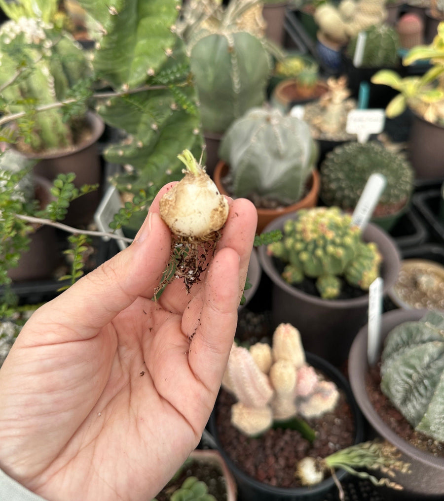 Ornithogalum Concordianum, Rare Succulents, Chubby Beauty, Bulb Only (0.4”-1