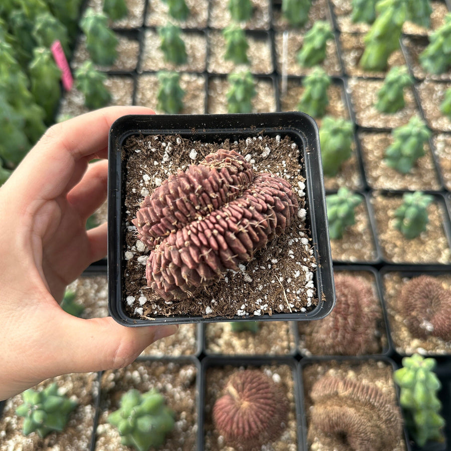 Rare Cactus - Gymnocalycium Mihanovichii Crested (3”)