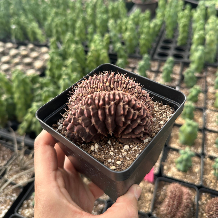 Rare Cactus - Gymnocalycium Mihanovichii Crested (3”)