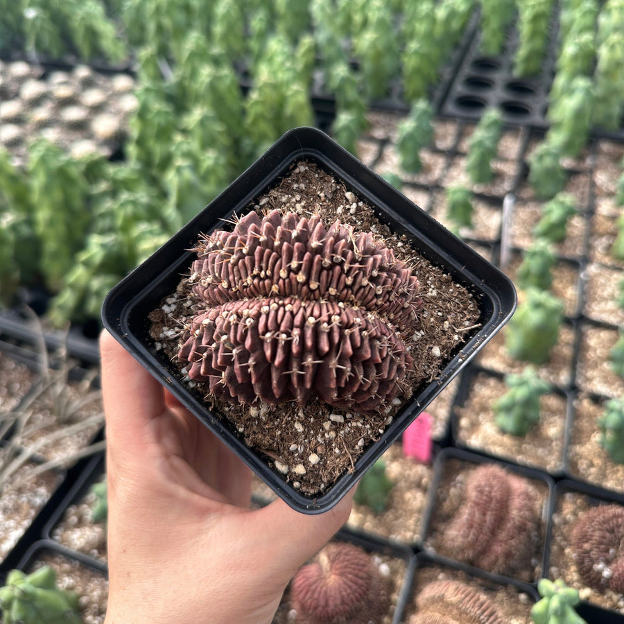 Rare Cactus - Gymnocalycium Mihanovichii Crested (3”)