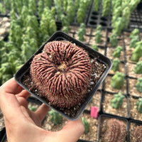 Rare Cactus - Gymnocalycium Mihanovichii Crested (3”)