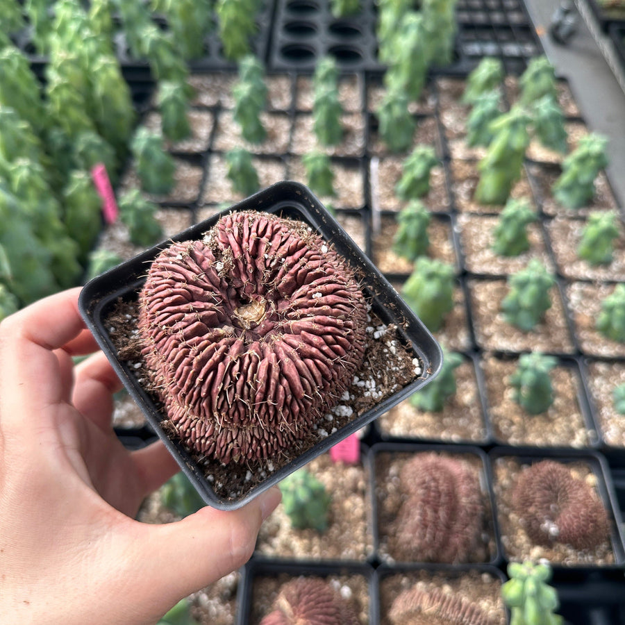 Rare Cactus - Gymnocalycium Mihanovichii Crested (3”)