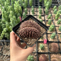 Rare Cactus - Gymnocalycium Mihanovichii Crested (3”)