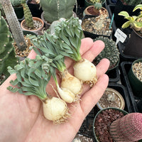 Ornithogalum Concordianum, Rare Succulents, Chubby Beauty, Bulb Only (0.4”-1")