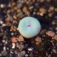 Rare Succulents - Conophytum Pageae, red lips, live plant (0.5”-0.8”)