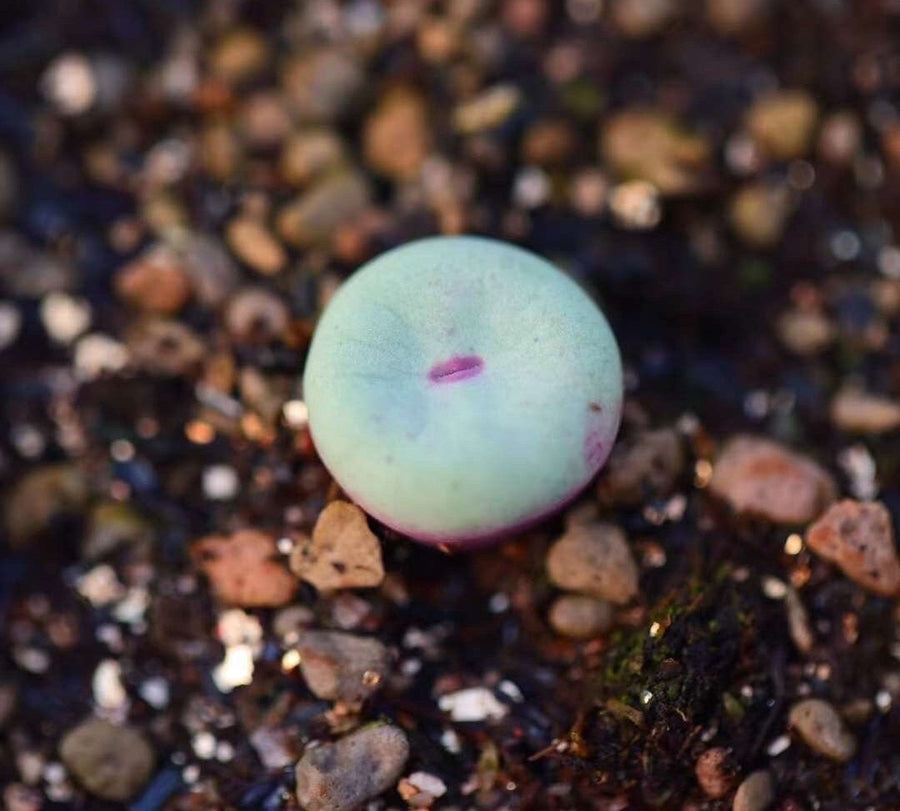 Rare Succulents - Conophytum Pageae, red lips, live plant (0.5”-0.8”)