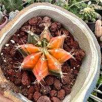 Rare Cactus - Gymnocalycium Mihanovichii Var. Friedrichii Werderm Variegata