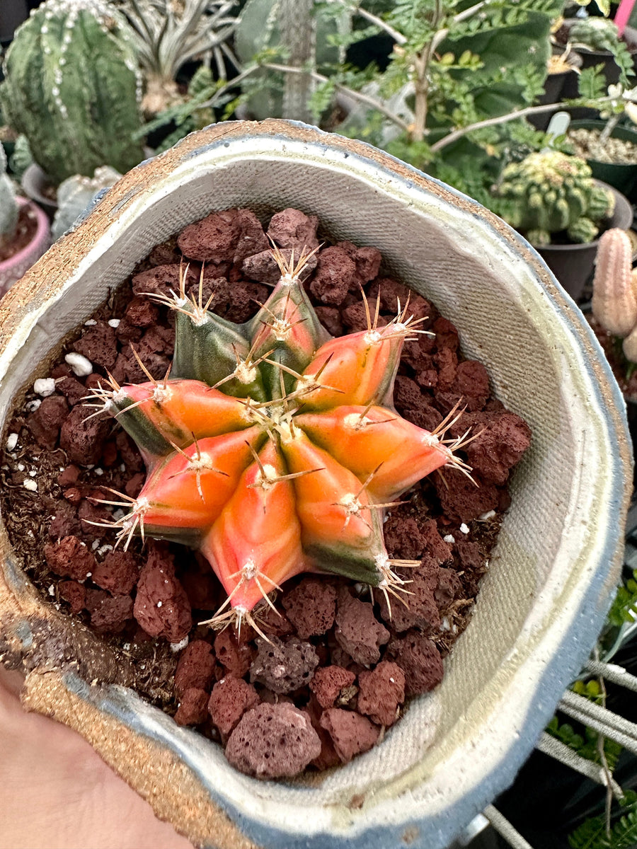 Rare Cactus - Gymnocalycium Mihanovichii Var. Friedrichii Werderm Variegata