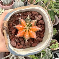 Rare Cactus - Gymnocalycium Mihanovichii Var. Friedrichii Werderm Variegata