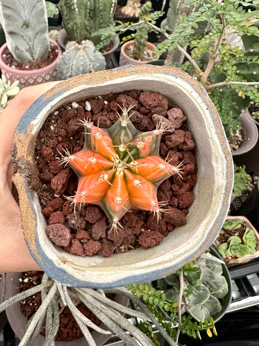 Rare Cactus - Gymnocalycium Mihanovichii Var. Friedrichii Werderm Variegata