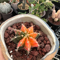 Rare Cactus - Gymnocalycium Mihanovichii Var. Friedrichii Werderm Variegata