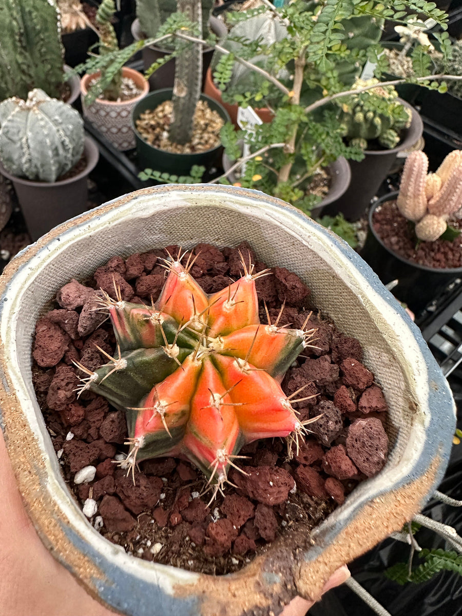 Rare Cactus - Gymnocalycium Mihanovichii Var. Friedrichii Werderm Variegata