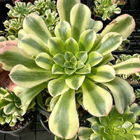 Aeonium Purée variegated Cluster (6”), Rare Succulents