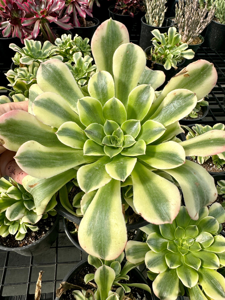 Aeonium Purée variegated Cluster (6”), Rare Succulents