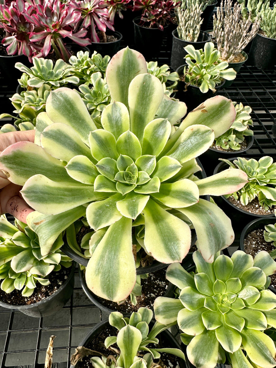 Aeonium Purée variegated Cluster (6”), Rare Succulents