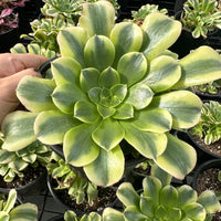 Aeonium Purée variegated Cluster (6”), Rare Succulents