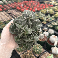 Rare Cactus - Astrophytum Myriostigma cluster (5.5” pot)