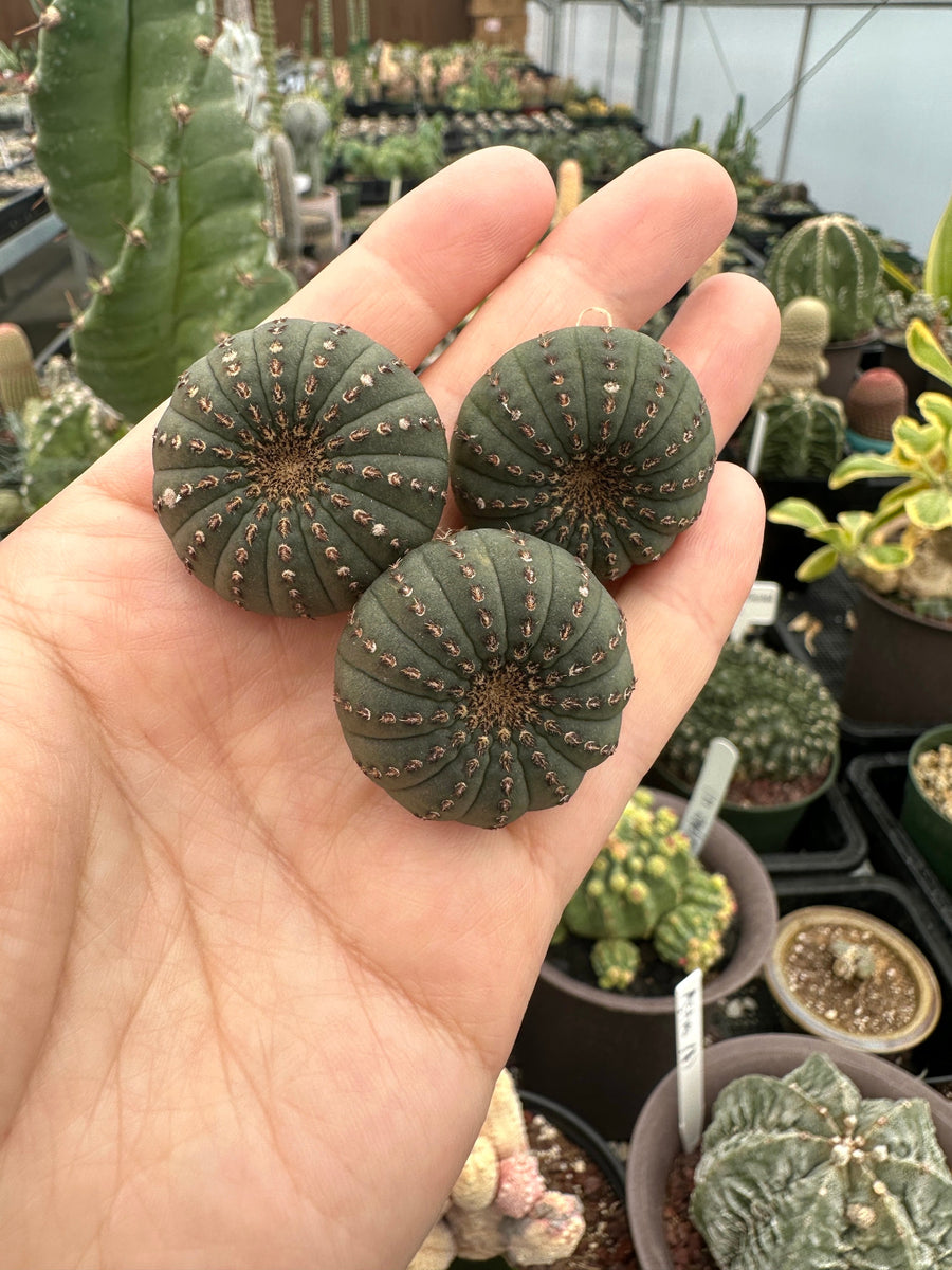 Rare Cactus - Frailea Castanea 13+ Ribs (1.5”)