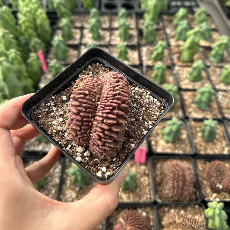 Rare Cactus - Gymnocalycium Mihanovichii Crested (3”)