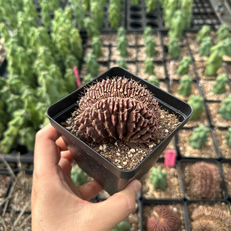 Rare Cactus - Gymnocalycium Mihanovichii Crested (3”)