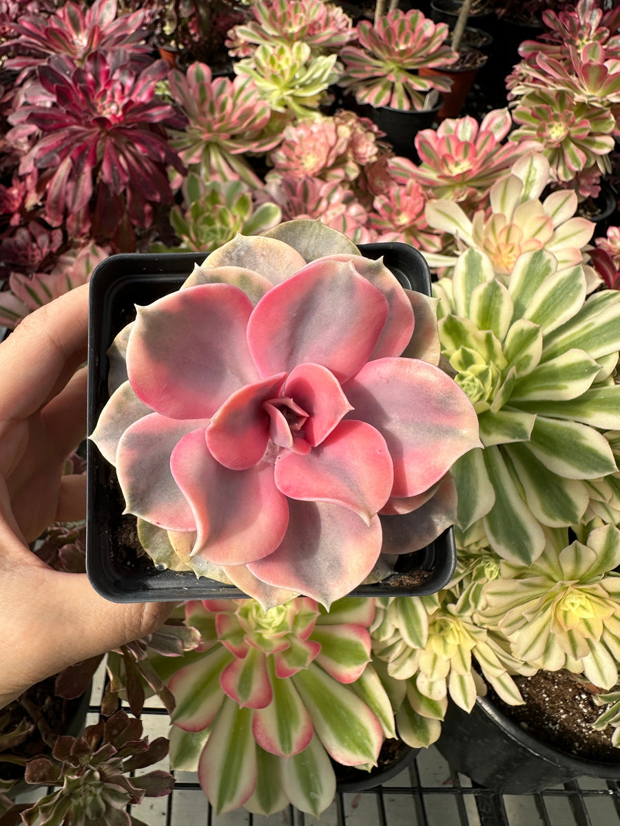 Rare Succulents - Echeveria Rainbow Variegated