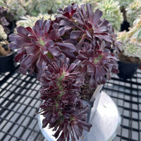 Rare Succulents - Aeonium Zwartkin Crested (8)