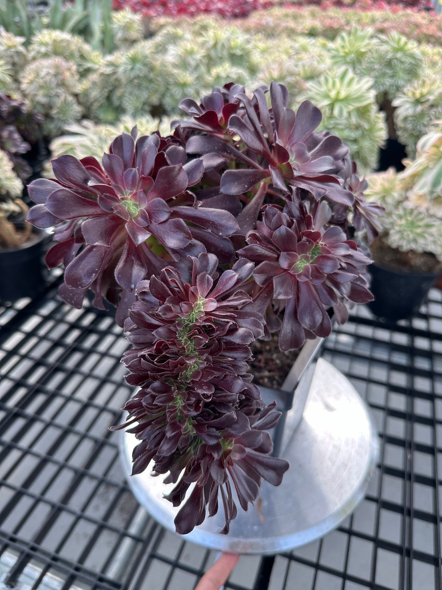 Rare Succulents - Aeonium Zwartkin Crested (8)