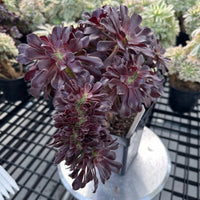 Rare Succulents - Aeonium Zwartkin Crested (8)