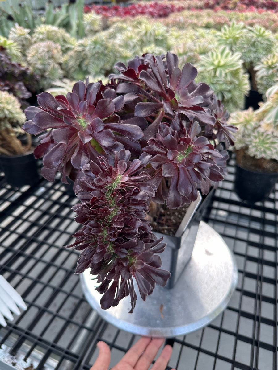 Rare Succulents - Aeonium Zwartkin Crested (8)