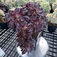 Rare Succulents - Aeonium Zwartkin Crested (8)