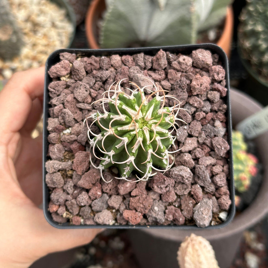 Rare Euphorbia - Euphorbia Columnaris (2”-3”)