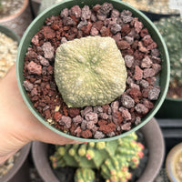 Pseudolithos Migiurtinus, Rare Succulent Species, Large and Unique