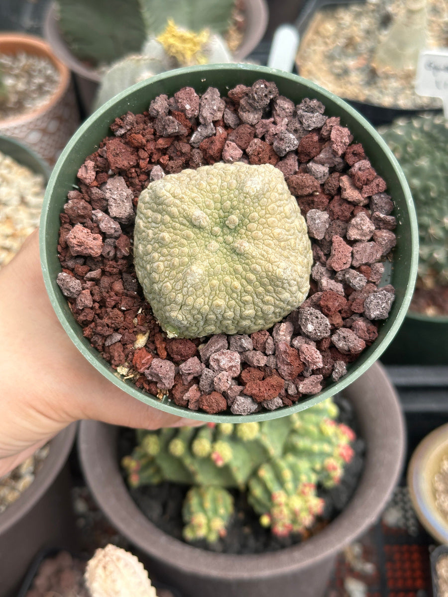 Pseudolithos Migiurtinus, Rare Succulent Species, Large and Unique