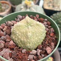 Pseudolithos Migiurtinus, Rare Succulent Species, Large and Unique