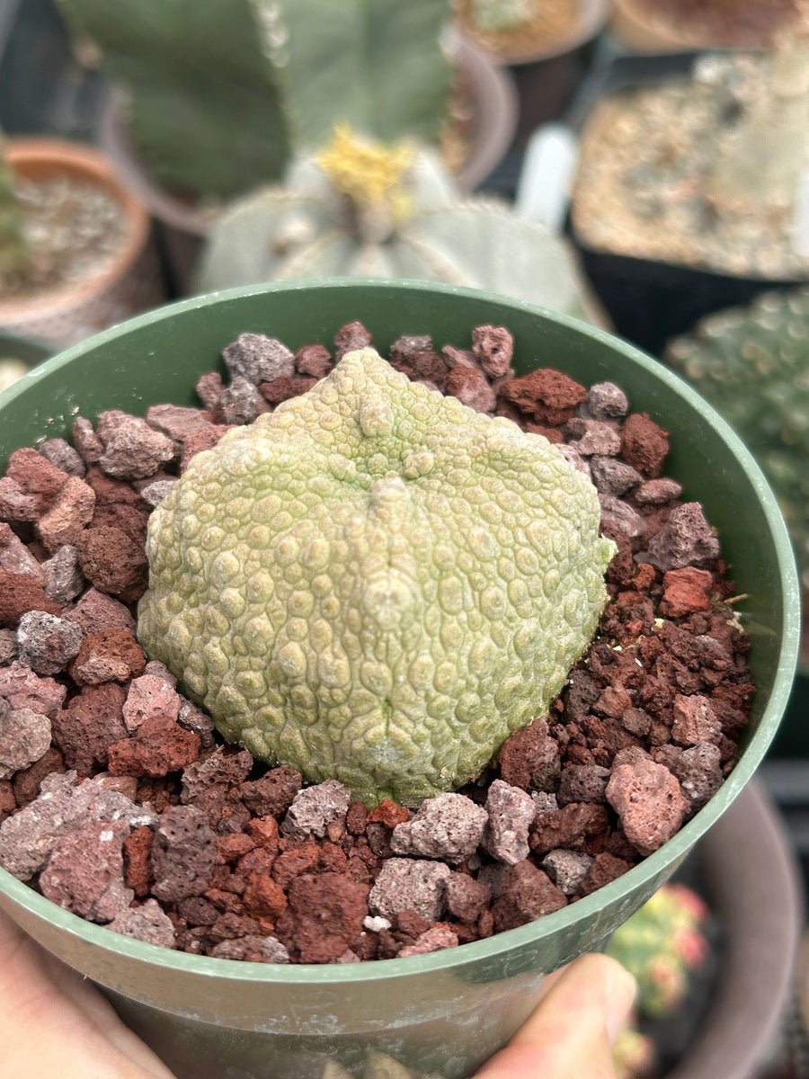 Pseudolithos Migiurtinus, Rare Succulent Species, Large and Unique