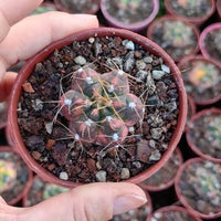 Rare Cactus - Gymnocalycium Horstii Variegata (1”)