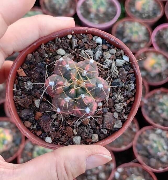 Rare Cactus - Gymnocalycium Horstii Variegata (1”)