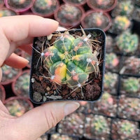 Rare Cactus - Gymnocalycium Horstii Variegata (1”)