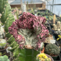 Rare Euphorbia - Euphorbia Lactea cristata variegated pink