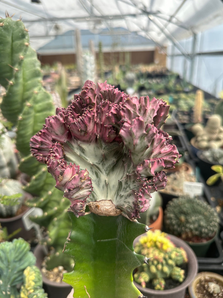 Rare Euphorbia - Euphorbia Lactea Cristata variegated pink