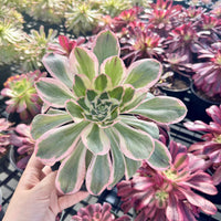 Aeonium Posiden Variegata (6”)