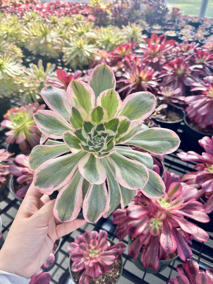 Aeonium Posiden Variegata (6”)