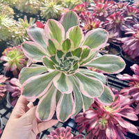 Aeonium Posiden Variegata (6”)