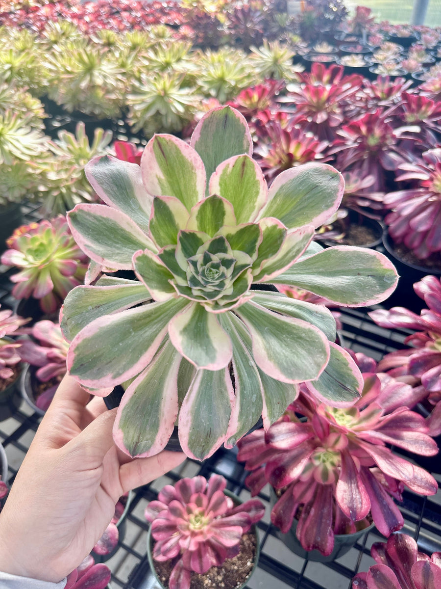 Aeonium Posiden Variegata (6”)