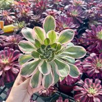 Aeonium Posiden Variegata (6”)