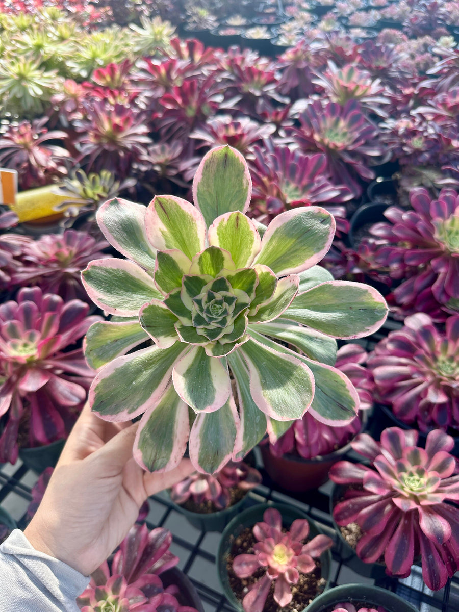 Aeonium Posiden Variegata (6”)