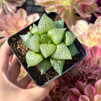 Rare Succulents - Haworthia Comptoniana Hakugei (3.5")